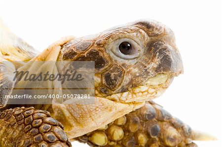 head and face of a tortoise - Testudo horsfieldi - on the white background - close up