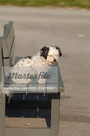 Dog is resting on a bench.