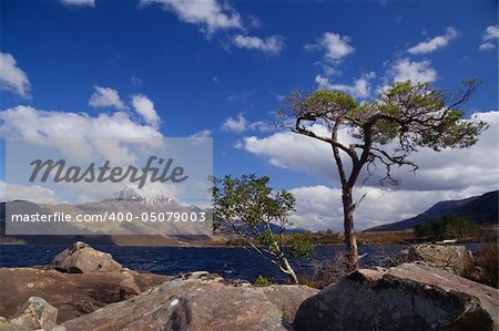 Lonely pine tree in boulders set against Scottish mountain
