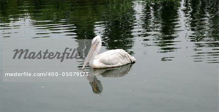 Bird the pelican floating on water in the Rostov zoo