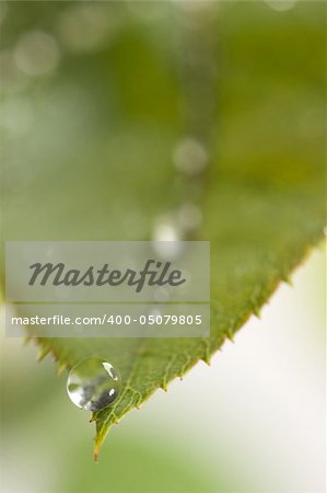 Close Up Leaf & Water Drops with Narrow dof.