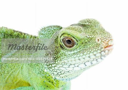 head and facel of an adult agama Physignathus cocincinus