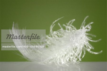 Fluffy white feather with green background and spotlight