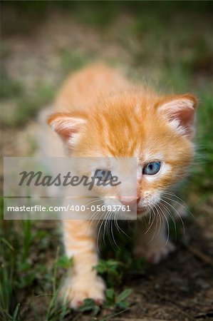 Kitten walking on the hunt, walking through the grass.