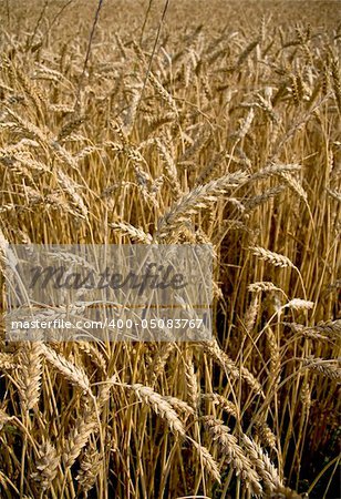 Golden field of wheat in the middle of summer ready for harvest.