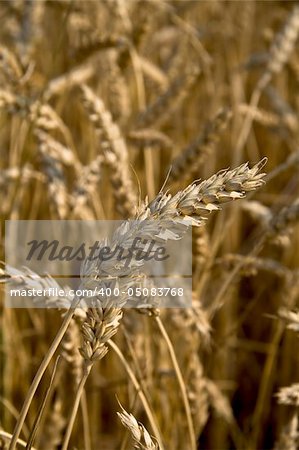 Close up of a piece of wheat ready for harvest.
