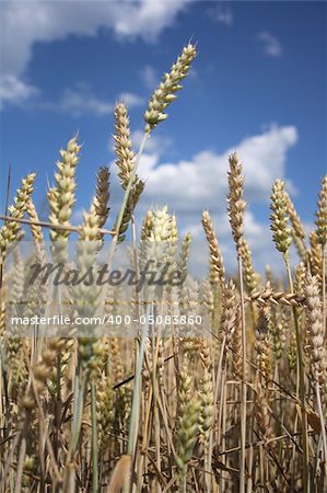 summer golden corn and the blue sky