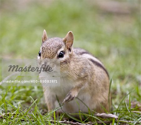 chipmunk close up shot green grass