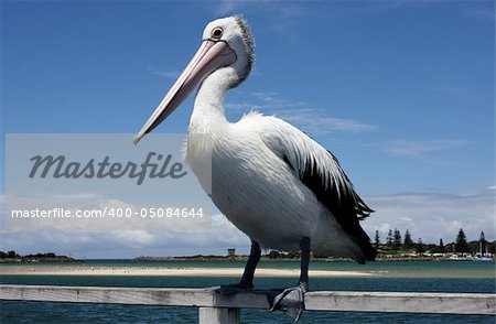 Australian Pelican against vibrant blue sky backdrop