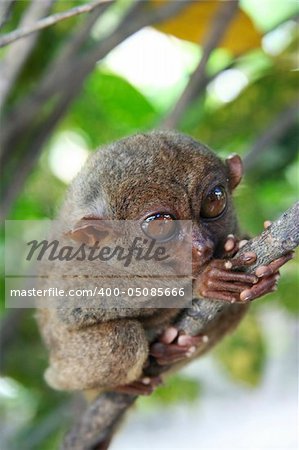 The Philippine tarsier, one of the smallest known primates, and a popular tourist attraction on the islands of leyte and bohol in the philippines