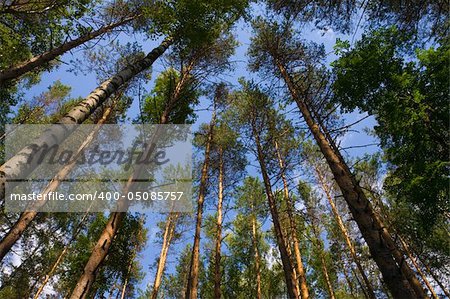 Tall pine trees above against a blue sky