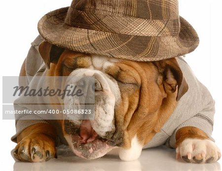 english bulldog wearing plaid fedora isolated on white background