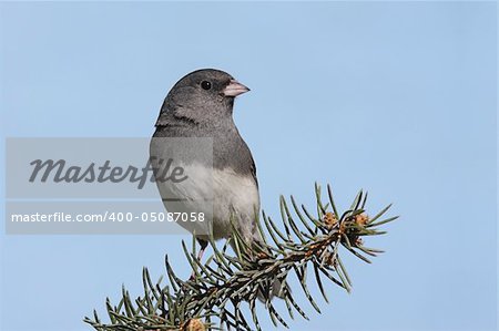 Dark-eyed Junco (junco hyemalis) on a spruce branch with a blue sky background