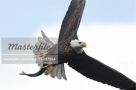 Adult Bald Eagle (haliaeetus leucocephalus) carrying a fish in flight against a cloudy sky