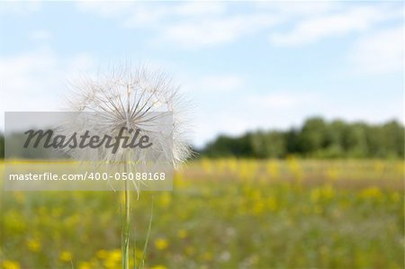large blowball on the meadow and sky background