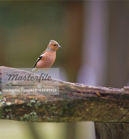 This radiant Chaffinch was captured at a RSPB reserve in Wales, UK.