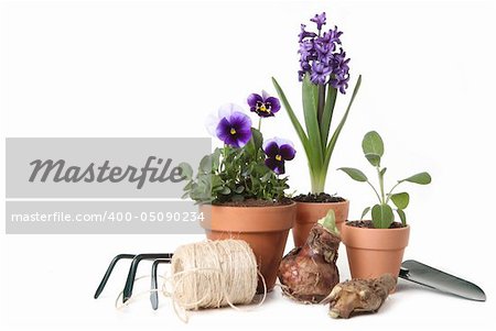 Pansies and Hyacinth With Gardening Tools on White Background