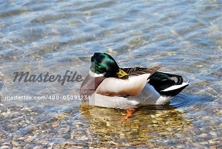 male duck green head over transparent water