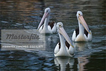 A trio of pelicans in a formation