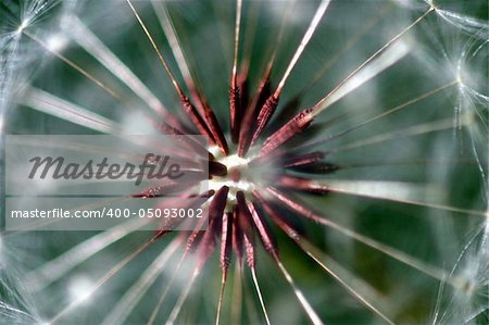 Dandelion full seed head with blurred natural background.