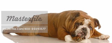 english bulldog lying down chewing on dog bone