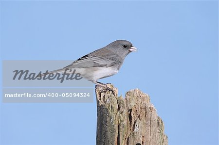 Dark-eyed Junco (junco hyemalis) on a stump with a blue background