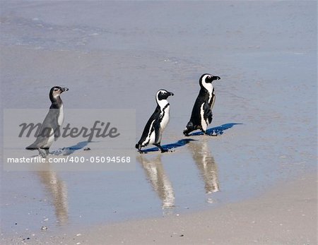 Two adults and one juvenile penguin are walking along the surf line on a beach near Simon's Town, South Africa. The African Penguin (spheniscus demersus) or Black-footed Penguin is found on the south-western coast of Africa. The bird was formerly known as the Jackass Penguin.