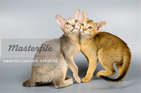 Kittens  in studio on a neutral background