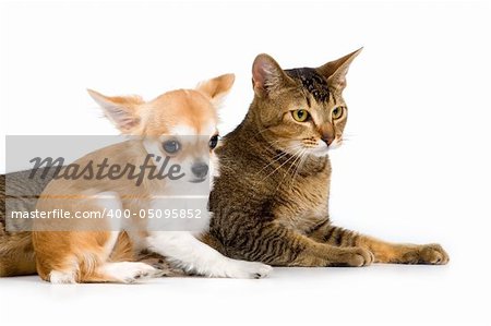 The puppy chihuahua and cat in studio on a neutral background