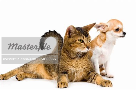 The puppy chihuahua and cat in studio on a neutral background