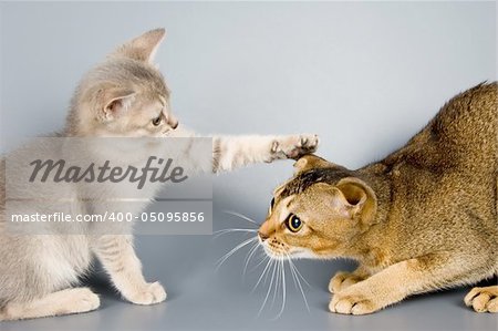 The kitten plays with an adult cat