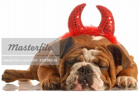 english bulldog dressed up as a devil