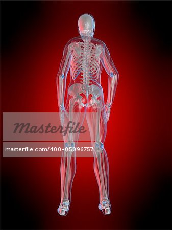 3d rendered anatomy illustration of  a human body shape with transparent muscles
