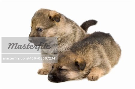 Germany sheep-dogs puppys isolated on white background