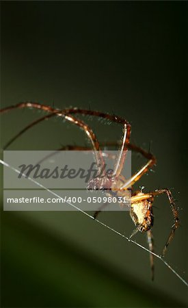 spider making his web, macro shot