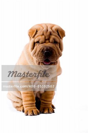 Funny sharpei puppy isolated on white background