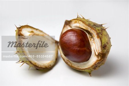 A lone conker in its shell isolated on a white background