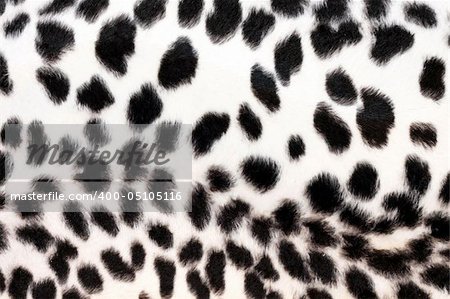 Wild African animal hide pattern white leopard