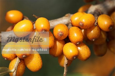 Sea-buckthorn brunch full of berries.