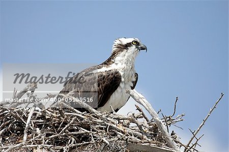 Osprey (pandion haliaetus) guarding her nest with a blue sky background