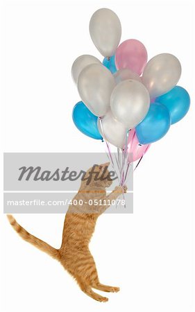 Flying balloon cat. Taken on clean white background.