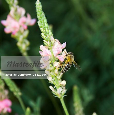 Bee collecting nectar with buckwheat. Background blur.