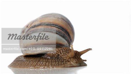 Snail. A photo close up snail. With detailed study of a structure of a body