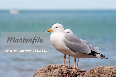 Seagulls  standing on a cliff in the sea