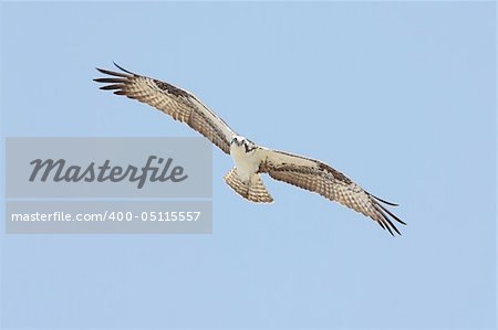 Osprey (pandion haliaetus) in flight