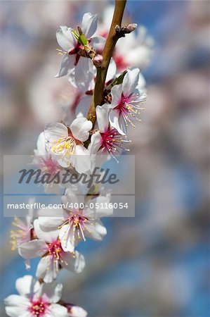 almond tree close up detail with white and pink flowers and blue sky in background - focus on the flowers