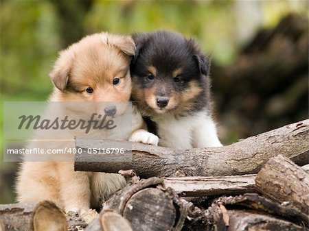 Cute sheltie puppies looking at camera, sitting closely one to other.