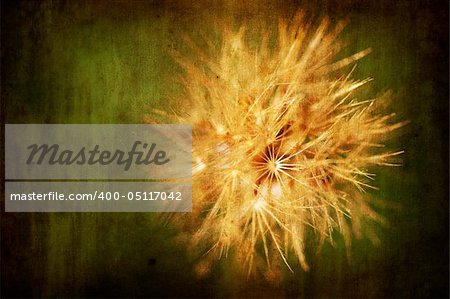 flower with aged grunge texture