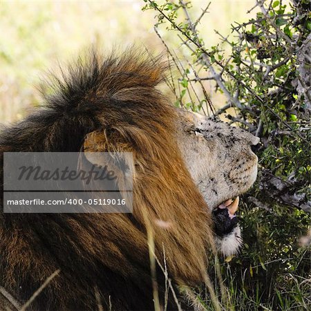 African lion  (Panthera Leo) exhausted with  flies swarming all over  his snout ,  Masai  Mara National Park, Kenya, East Africa