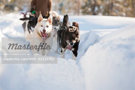 A group of sled dogs running fast